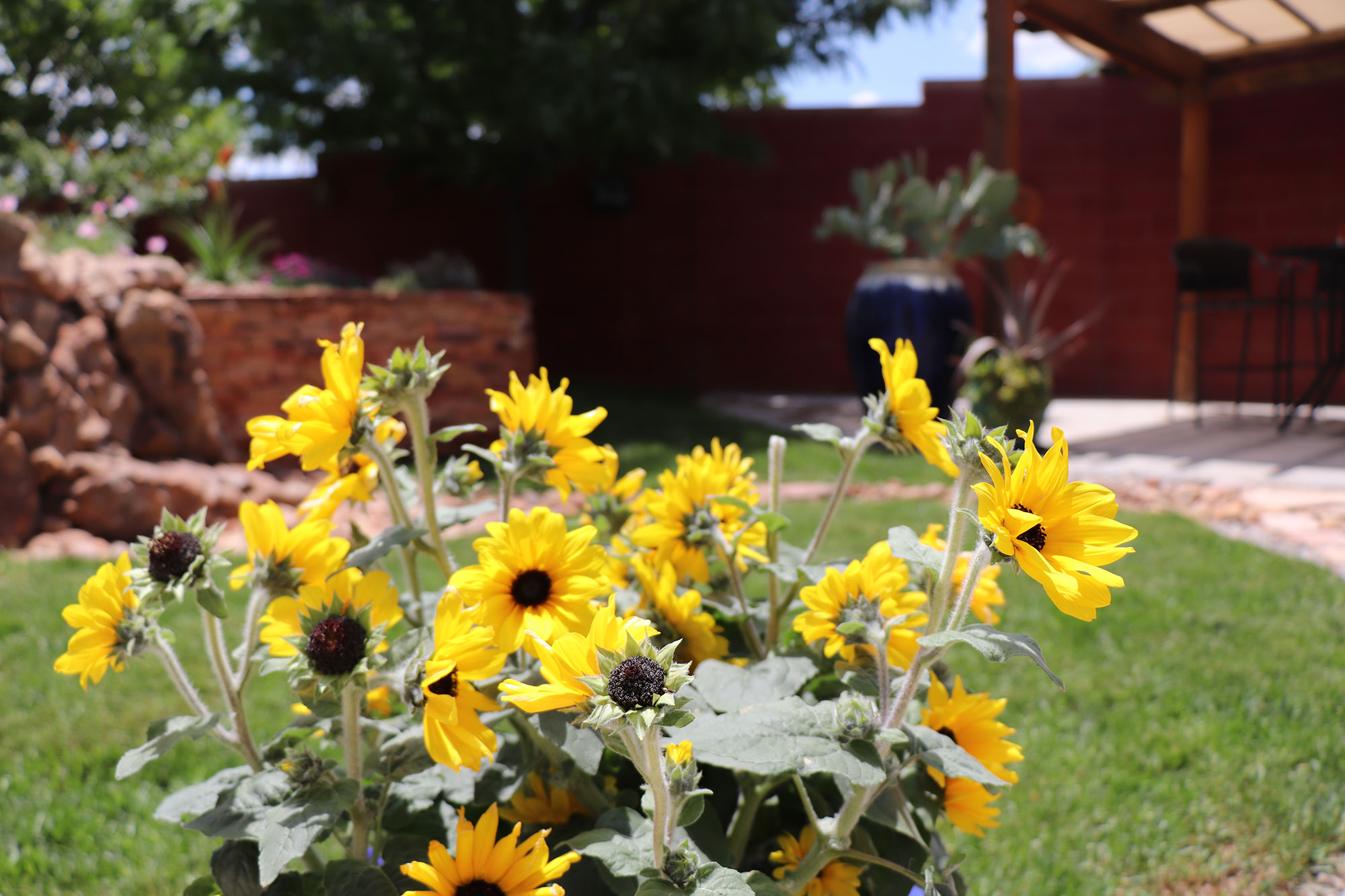 Yellow Sunflowers in Backyard