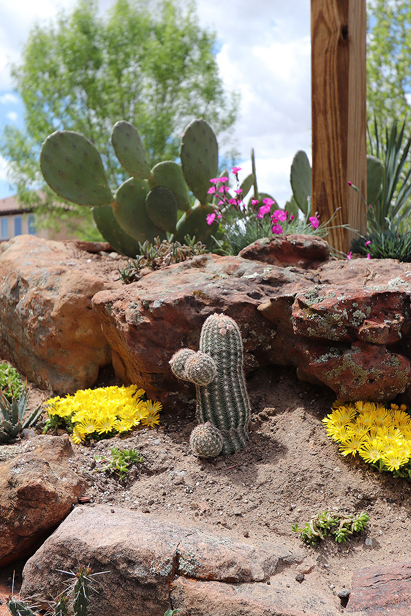 Cactus Garden close up