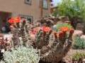 More Cactus Garden